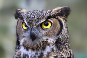 Lazy Owl Image